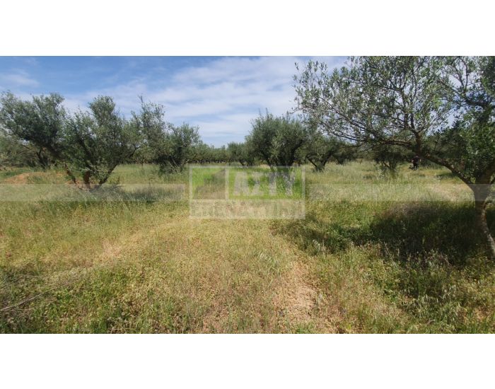 For Sale - CHARAKAS