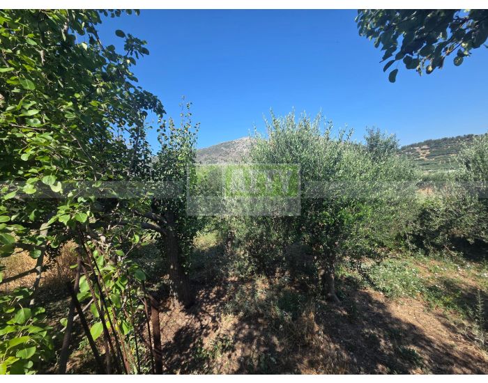 For Sale - ARCHANES KATO