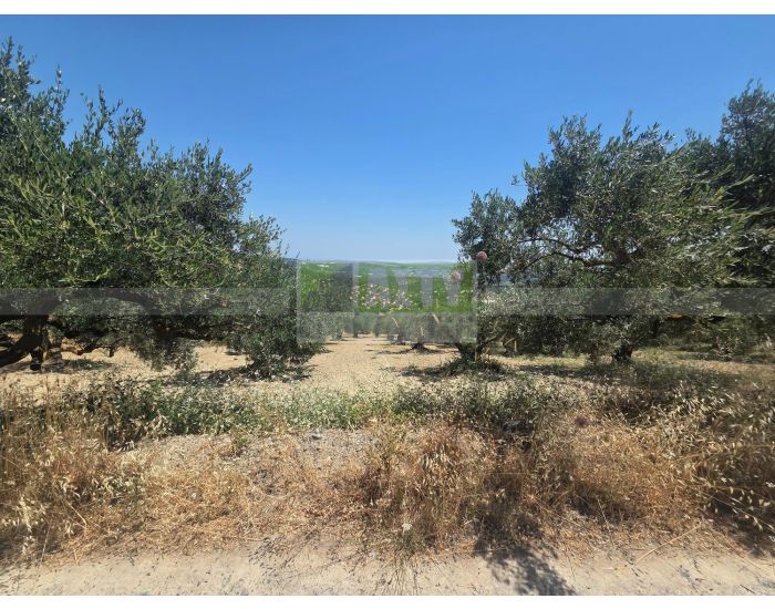 For Sale - KALLONI