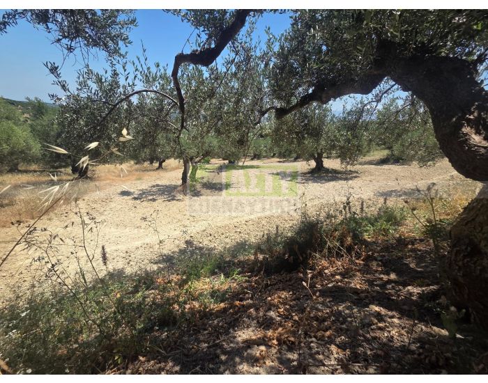 For Sale - KALLONI