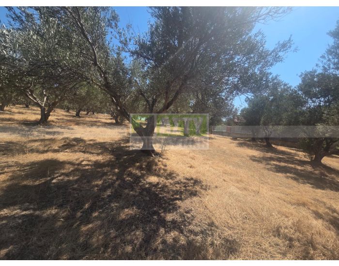 For Sale - SKALANI