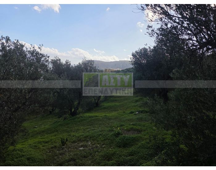 For Sale - PANTANASSA