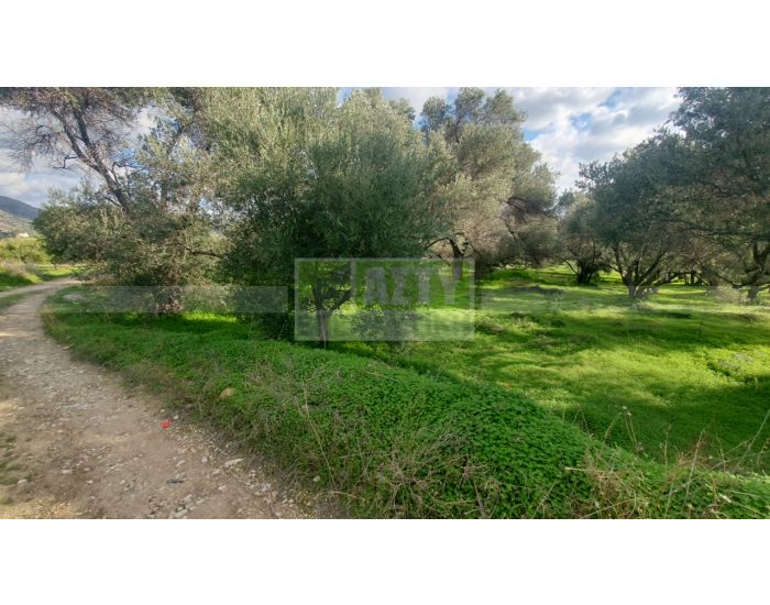 For Sale - TYLISSOS