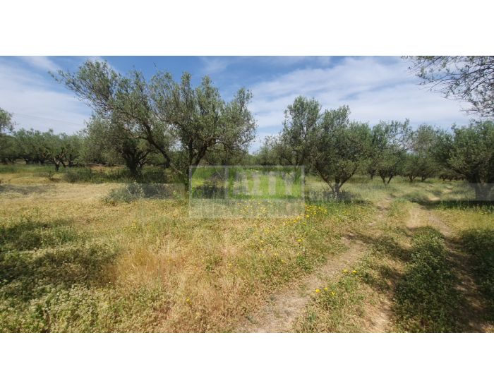 For Sale - CHARAKAS
