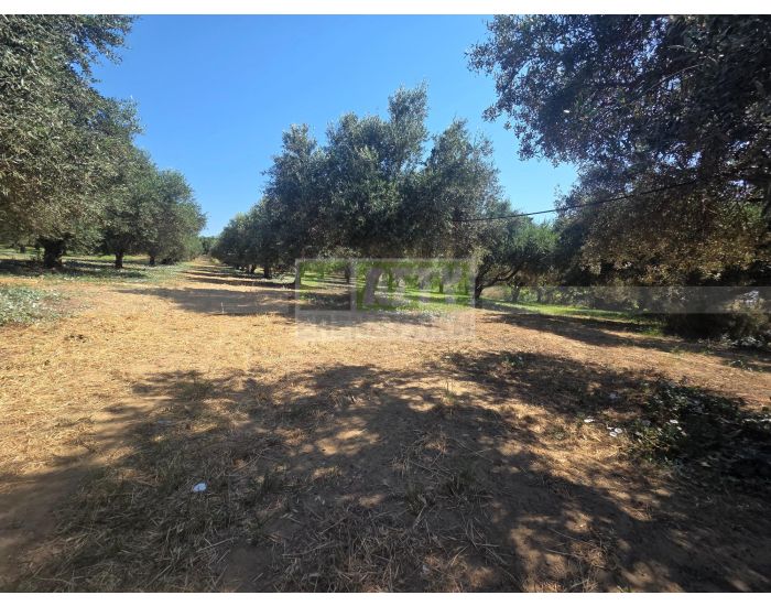 For Sale - ARKALOCHORI