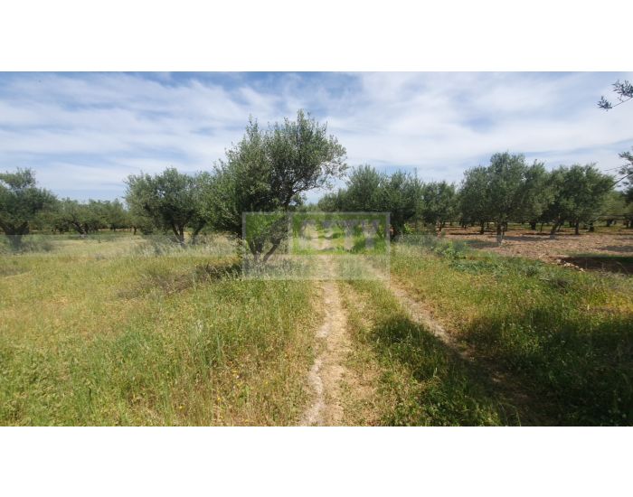 For Sale - CHARAKAS