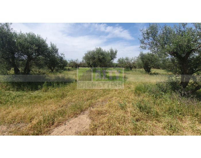 For Sale - CHARAKAS