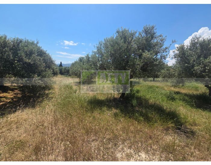 For Sale - DAFNES