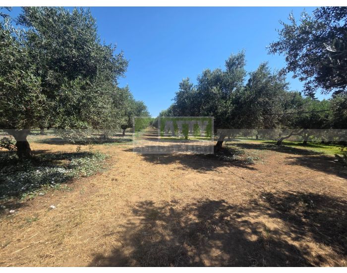 For Sale - ARKALOCHORI