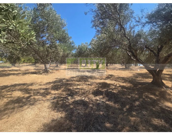For Sale - SKALANI
