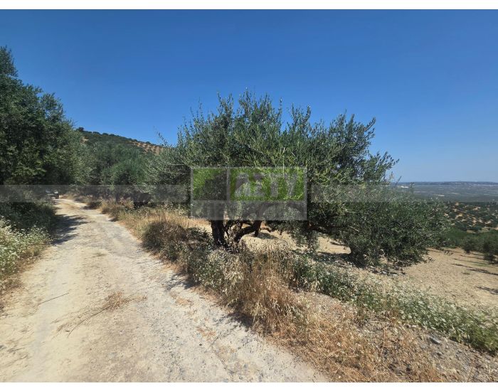 For Sale - KALLONI