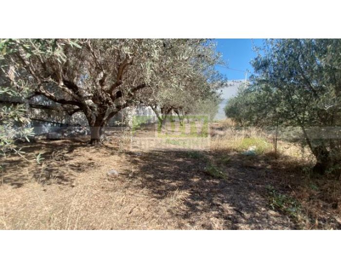 For Sale - KAPPARIANA