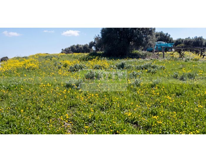 For Sale - PATSIDES