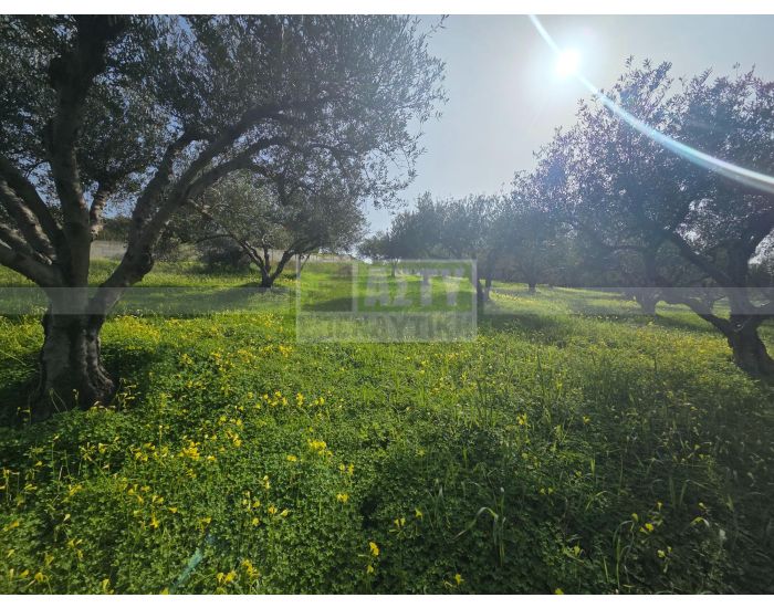 For Sale - ANO VATHIA