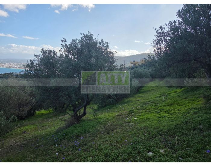 For Sale - PANTANASSA