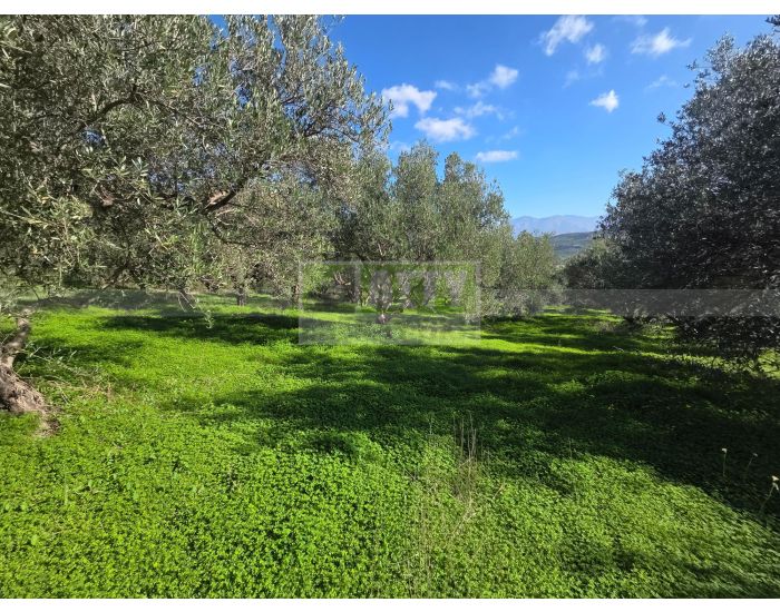 For Sale - KELLIA