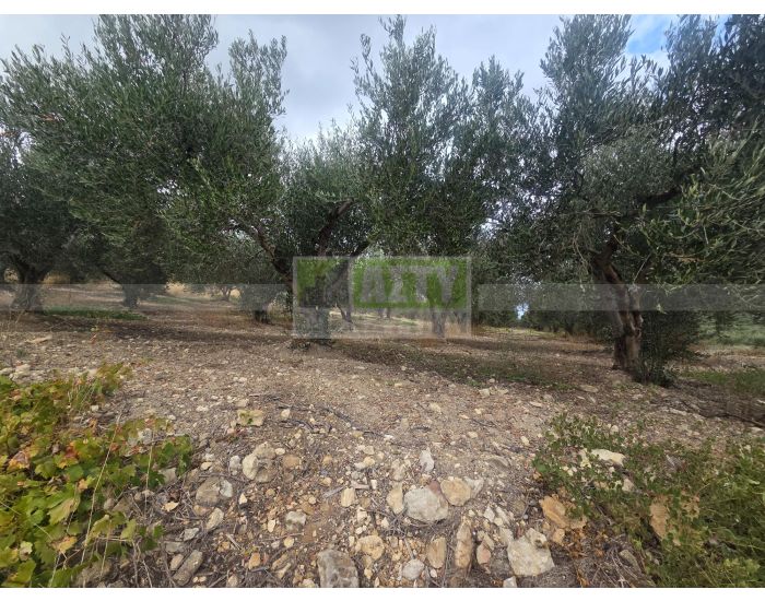 For Sale - SPILIA