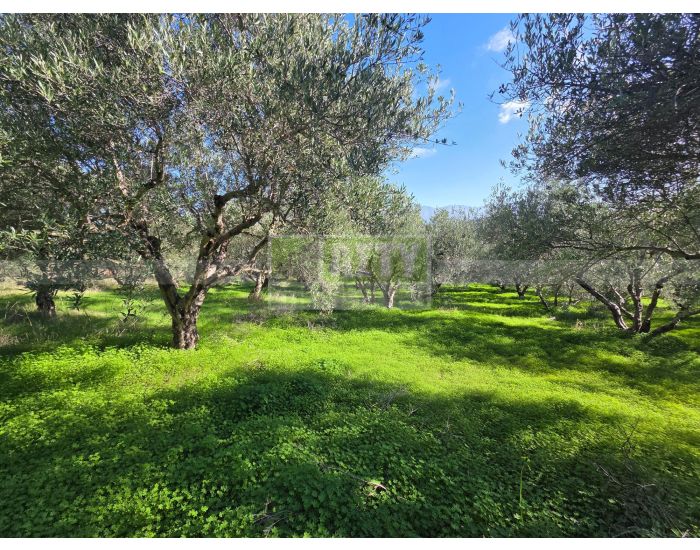 For Sale - KELLIA
