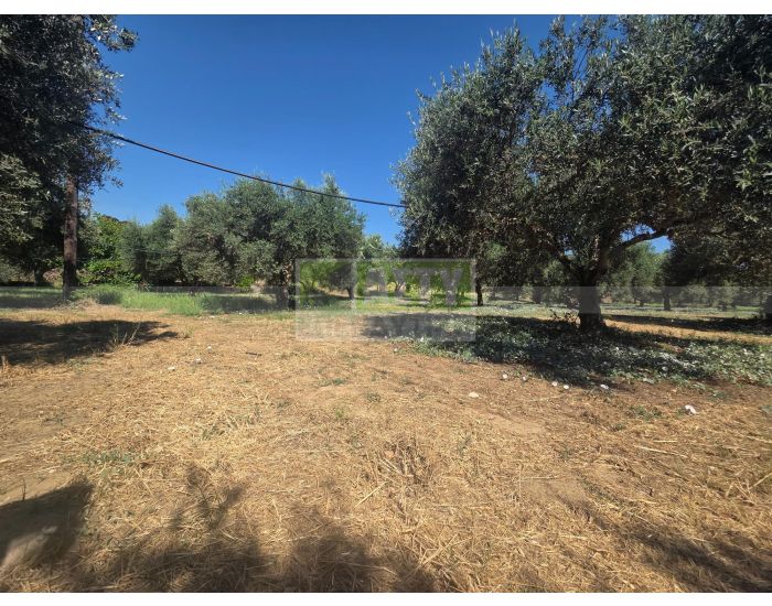 For Sale - ARKALOCHORI