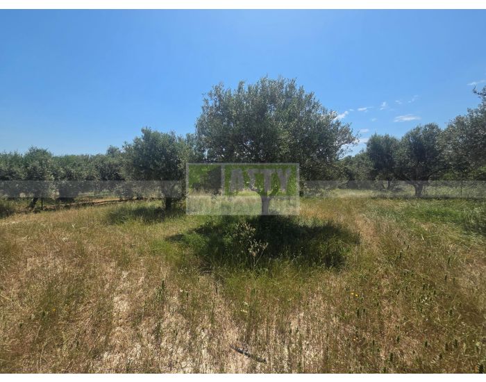 For Sale - DAFNES