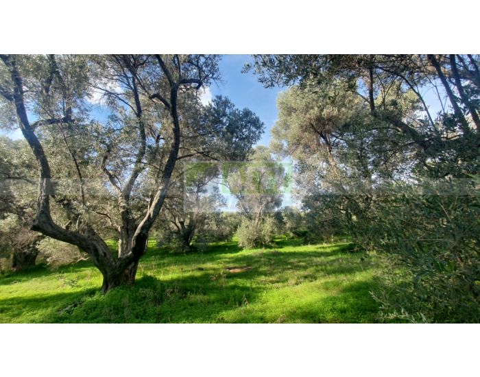 For Sale - TYLISSOS