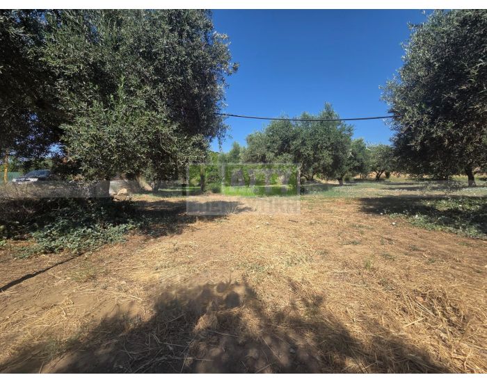 For Sale - ARKALOCHORI