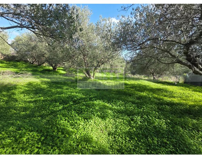 For Sale - KELLIA