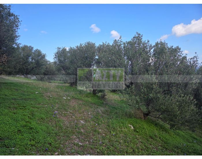 For Sale - PANTANASSA