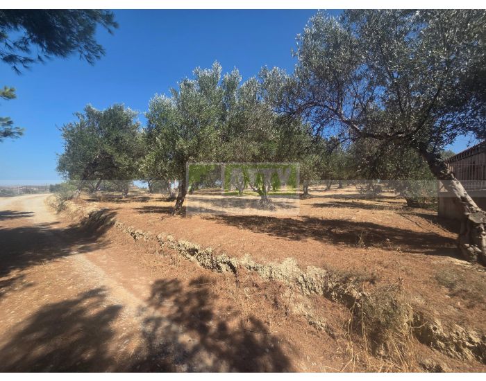 For Sale - SKALANI