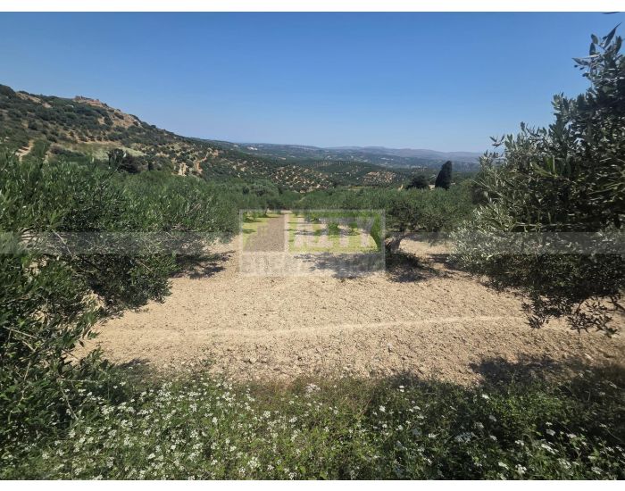 For Sale - KALLONI