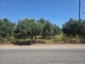 ARKALOCHORI - 3