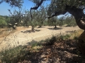 KALLONI - 6