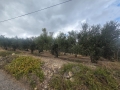 SPILIA - 4