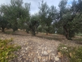 SPILIA - 5