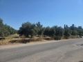 ARKALOCHORI - 1