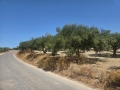 ΣΤΑΥΡΑΚΙΑ - 1